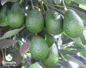 aguacate sonson