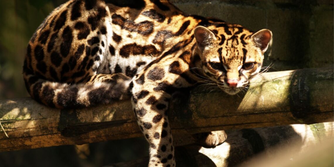 Margay  (leopartdus wiedii)