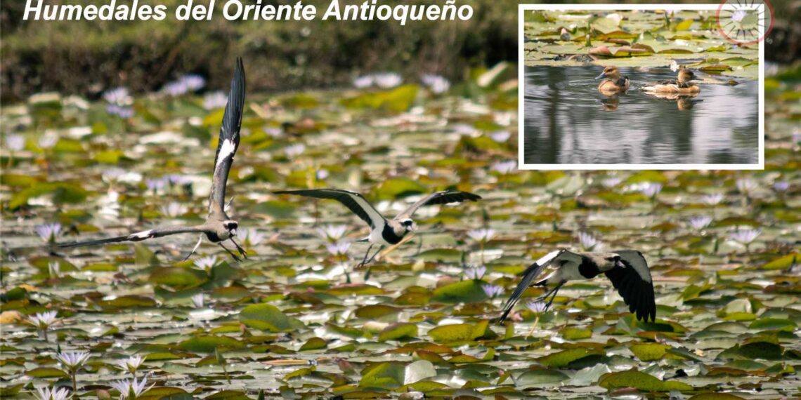 Humedales del Oriente Antioqueño - Cornare
