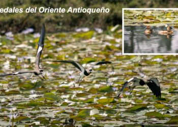 Humedales del Oriente Antioqueño - Cornare