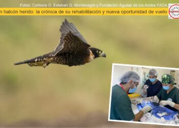 Foto: Cortesía G. Esteban G. Montenegro y Fundación Águilas de los Andes FADA.